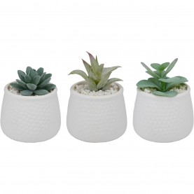 градина,/,на,открито,аксесоари,на,разпродажба,arti,casa,3,succulents,white