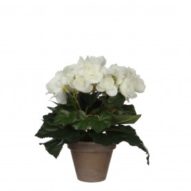 градина,/,на,открито,аксесоари,на,разпродажба,mica,begonia,in,pot,stan,grey,white
