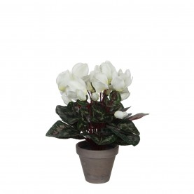 градина,/,на,открито,аксесоари,на,разпродажба,mica,cyclamen,in,pot,stan,grey,white