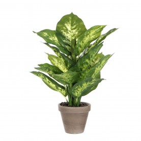 градина,/,на,открито,аксесоари,на,разпродажба,mica,dieffenbachia,green,in,pot,stan,grey,green