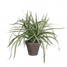градина,/,на,открито,аксесоари,на,разпродажба,mica,dracaena,white,in,pot,stan,grey,green
