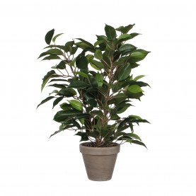 градина,/,на,открито,аксесоари,на,разпродажба,mica,ficus,natasja,green,in,pot,stan,grey,green