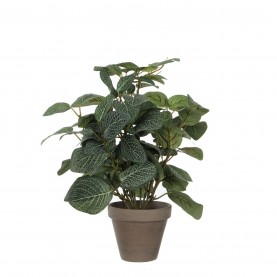 градина,/,на,открито,аксесоари,на,разпродажба,mica,pilea,green,in,pot,stan,grey,green