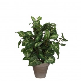 градина,/,на,открито,аксесоари,на,разпродажба,mica,syngonium,green,in,pot,stan,grey,green