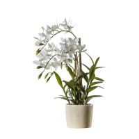 аксесоари,на,разпродажба,gallery,orchd,cycnch,99,cycnoches