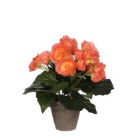 градина,/,на,открито,аксесоари,на,разпродажба,mica,begonia,in,pot,stan,grey,salmon