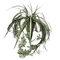 градина,/,на,открито,аксесоари,на,разпродажба,mica,chlorophytum,green,in,pot,stan,grey,green