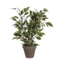 градина,/,на,открито,аксесоари,на,разпродажба,mica,ficus,natasja,green,variegated,in,pot,stan,grey,green