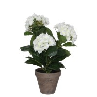 mica,hydrangea,in,pot,stan,grey,white
