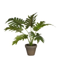 градина,/,на,открито,аксесоари,на,разпродажба,mica,philodendron,green,in,pot,stan,grey,green