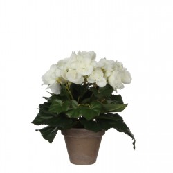 градина,/,на,открито,аксесоари,на,разпродажба,mica,begonia,in,pot,stan,grey,white