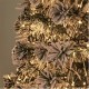 коледни,опаковки,и,декорации,the,spirit,of,christmas,1500,led,tree,lights,54,warm,white,one,size,warm,white