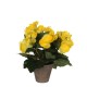 градина,/,на,открито,аксесоари,на,разпродажба,mica,begonia,in,pot,stan,grey,yellow
