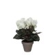 градина,/,на,открито,аксесоари,на,разпродажба,mica,cyclamen,in,pot,stan,grey,white