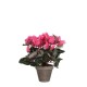 градина,/,на,открито,аксесоари,на,разпродажба,mica,cyclamen,in,pot,stan,grey,pink