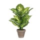 градина,/,на,открито,аксесоари,на,разпродажба,mica,dieffenbachia,green,in,pot,stan,grey,green