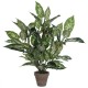 градина,/,на,открито,аксесоари,на,разпродажба,mica,dieffenbachia,green,in,pot,stan,grey,green