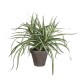 градина,/,на,открито,аксесоари,на,разпродажба,mica,dracaena,white,in,pot,stan,grey,green