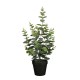 градина,/,на,открито,аксесоари,на,разпродажба,mica,eucalyptus,in,pot,green,green