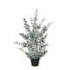 градина,/,на,открито,аксесоари,на,разпродажба,mica,eucalyptus,in,pot,green,green