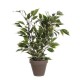 градина,/,на,открито,аксесоари,на,разпродажба,mica,ficus,natasja,green,variegated,in,pot,stan,grey,green
