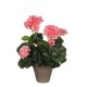 градина,/,на,открито,аксесоари,на,разпродажба,mica,geranium,in,pot,stan,grey,peach