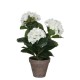 mica,hydrangea,in,pot,stan,grey,white
