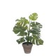 градина,/,на,открито,аксесоари,на,разпродажба,mica,monstera,green,in,pot,stan,grey,green