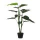 градина,/,на,открито,аксесоари,на,разпродажба,mica,philodendron,in,pot,green,green
