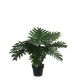 градина,/,на,открито,аксесоари,на,разпродажба,mica,philodendron,in,plastic,pot,green,green