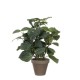 градина,/,на,открито,аксесоари,на,разпродажба,mica,pilea,green,in,pot,stan,grey,green