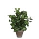градина,/,на,открито,аксесоари,на,разпродажба,mica,syngonium,green,in,pot,stan,grey,green